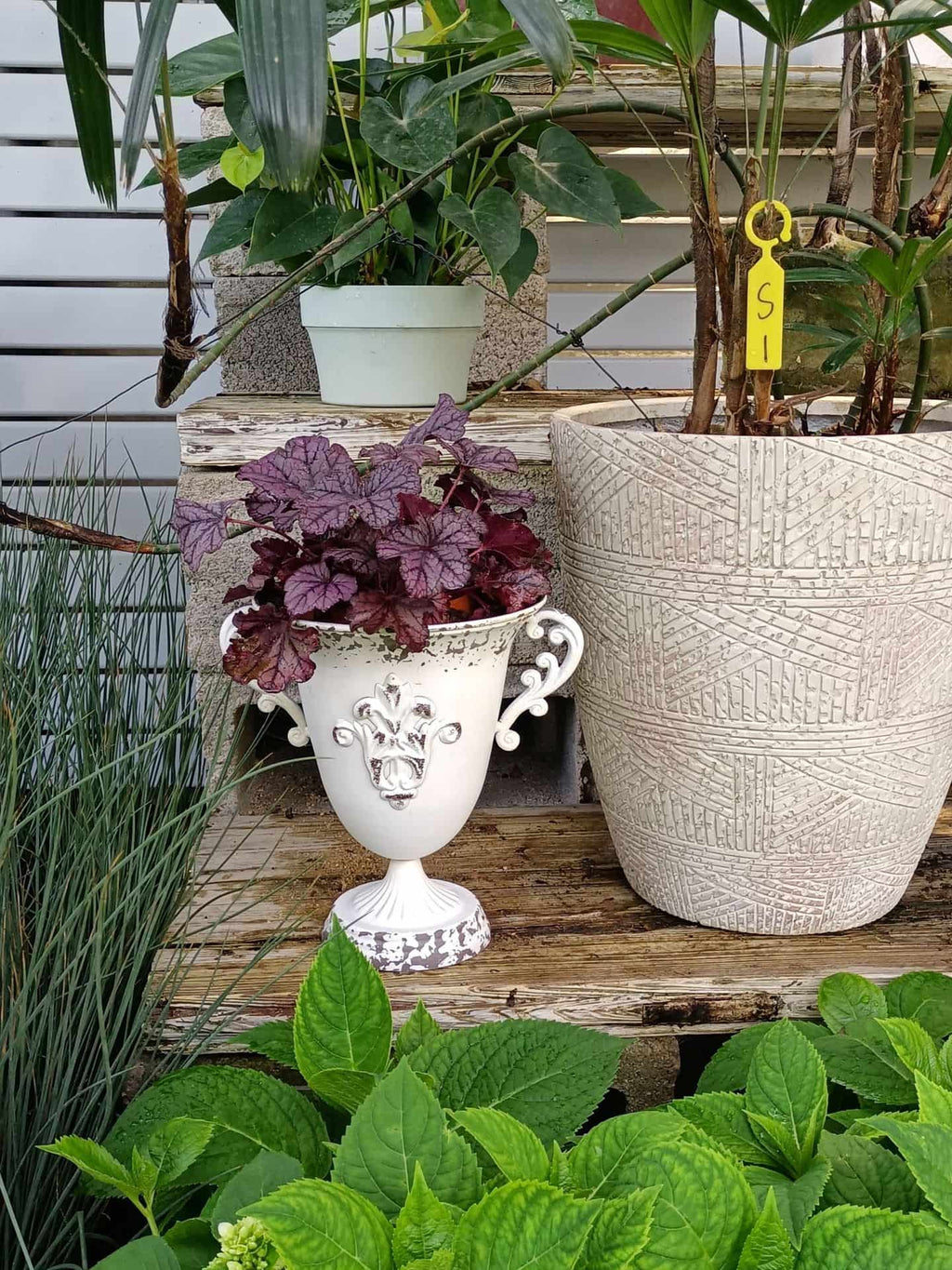 Potted plants on a wooden surface with a white decorative container and a textured gray pot.