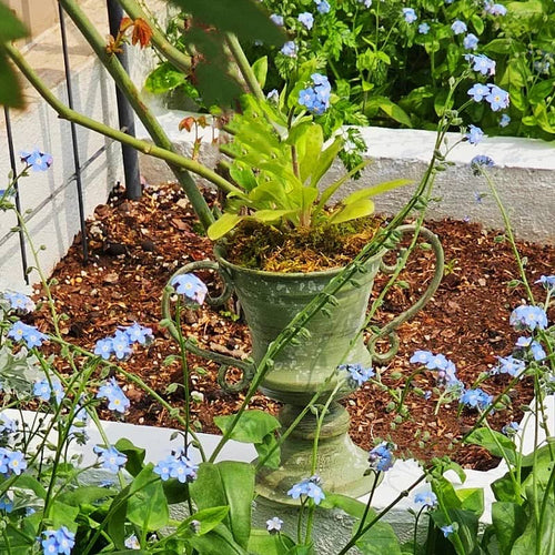Potted plant with blue flowers in a garden setting