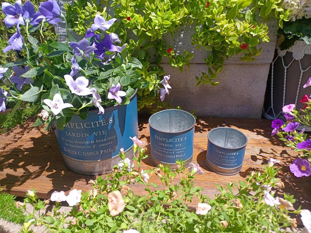 Three small blue pots with plants on a wooden surface surrounded by flowers and greenery.