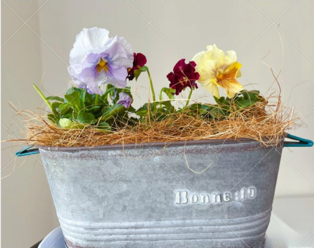 Vintage French Country Galvanized Planter – Distressed "Bonne" Metal Pot with Blue Handles (4 Styles)