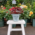French Country Vintage Planter – Rustic "Coup de Foudre" Square-Top Metal Bucket (2 Colors)