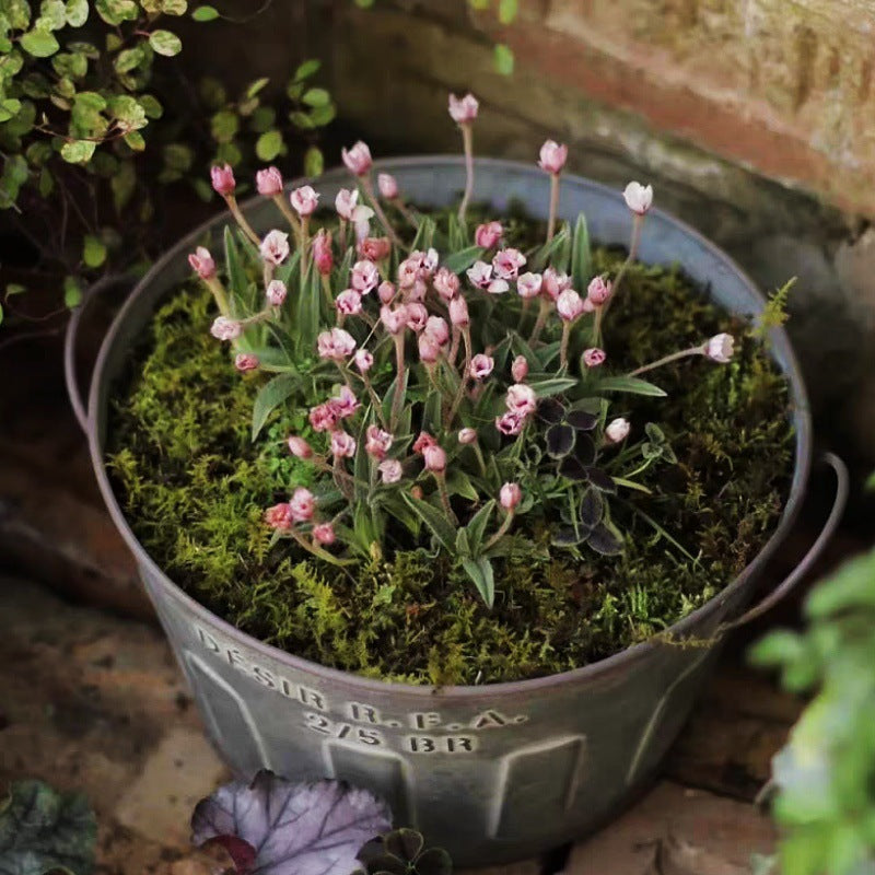 Galvaniseret plantespand med håndtag, fyldt med mos og lyserøde blomster