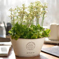 Antique White