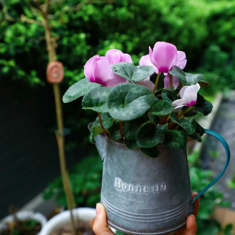 Vintage French Country Galvanized Planter – Distressed "Bonne" Metal Pot with Blue Handles (4 Styles)