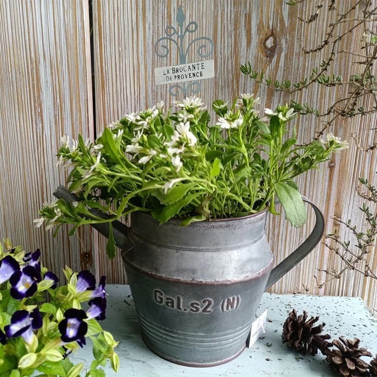 Rustik grå metalvandkandeplante med præget "Gal.s2 (N)" der holder hvide blomster