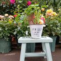 Antique White