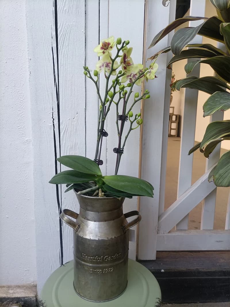 Mælkedåse i kobber og metal med sidehåndtag, der holder små blomsterstængler og grønne blade.