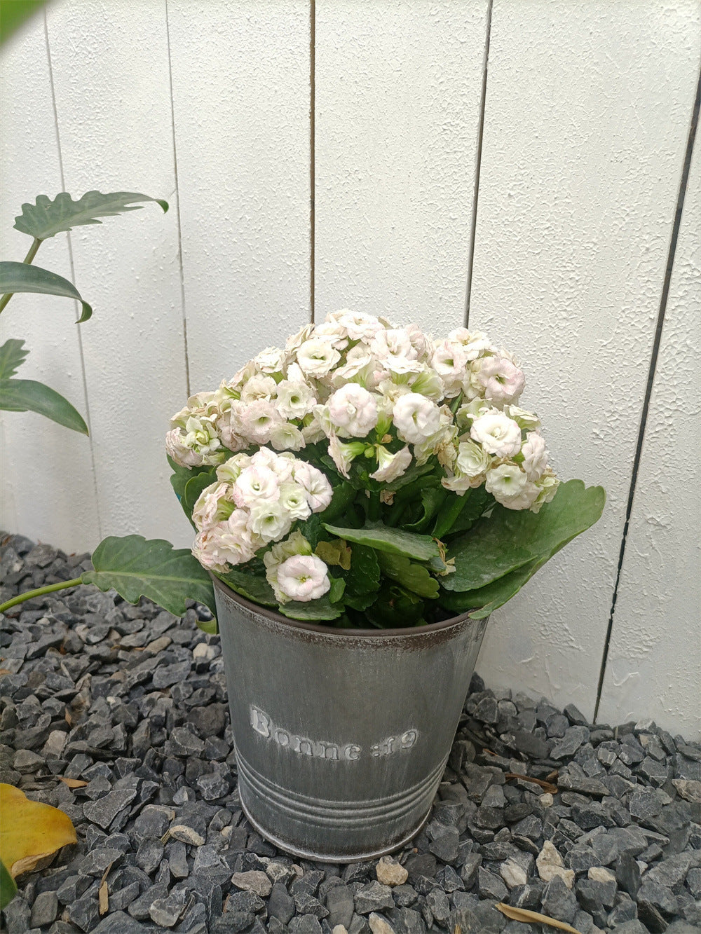 Vintage French Country Galvanized Planter – Distressed "Bonne" Metal Pot with Blue Handles (4 Styles)