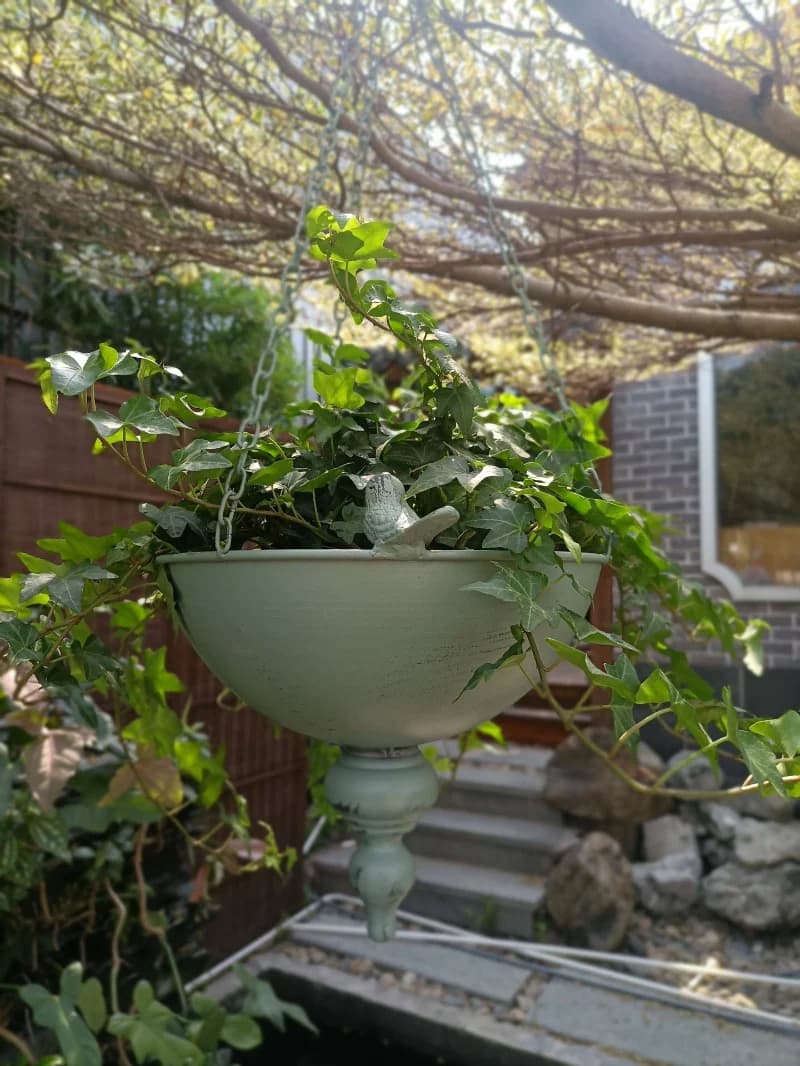 Green ivy plant in a decorative white planter against a natural outdoor background