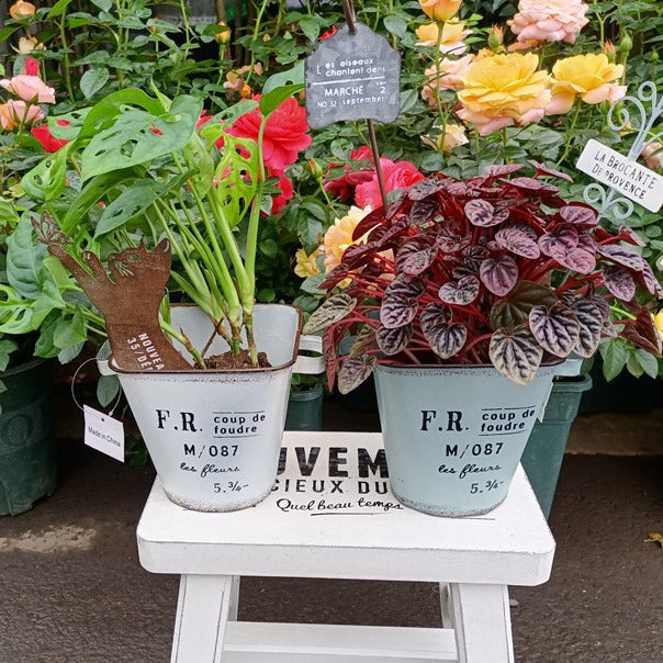 French Country Vintage Planter – Rustic "Coup de Foudre" Square-Top Metal Bucket (2 Colors)