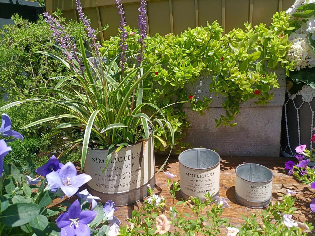 Decorative garden with potted plants and flowers on a wooden surface