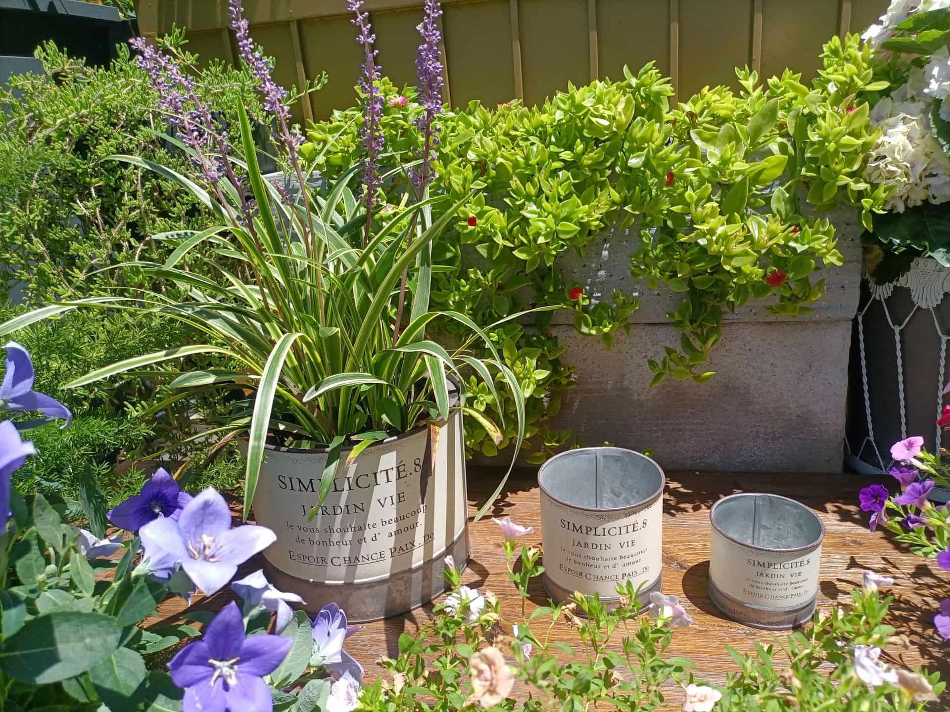 Decorative garden with potted plants and flowers on a wooden surface