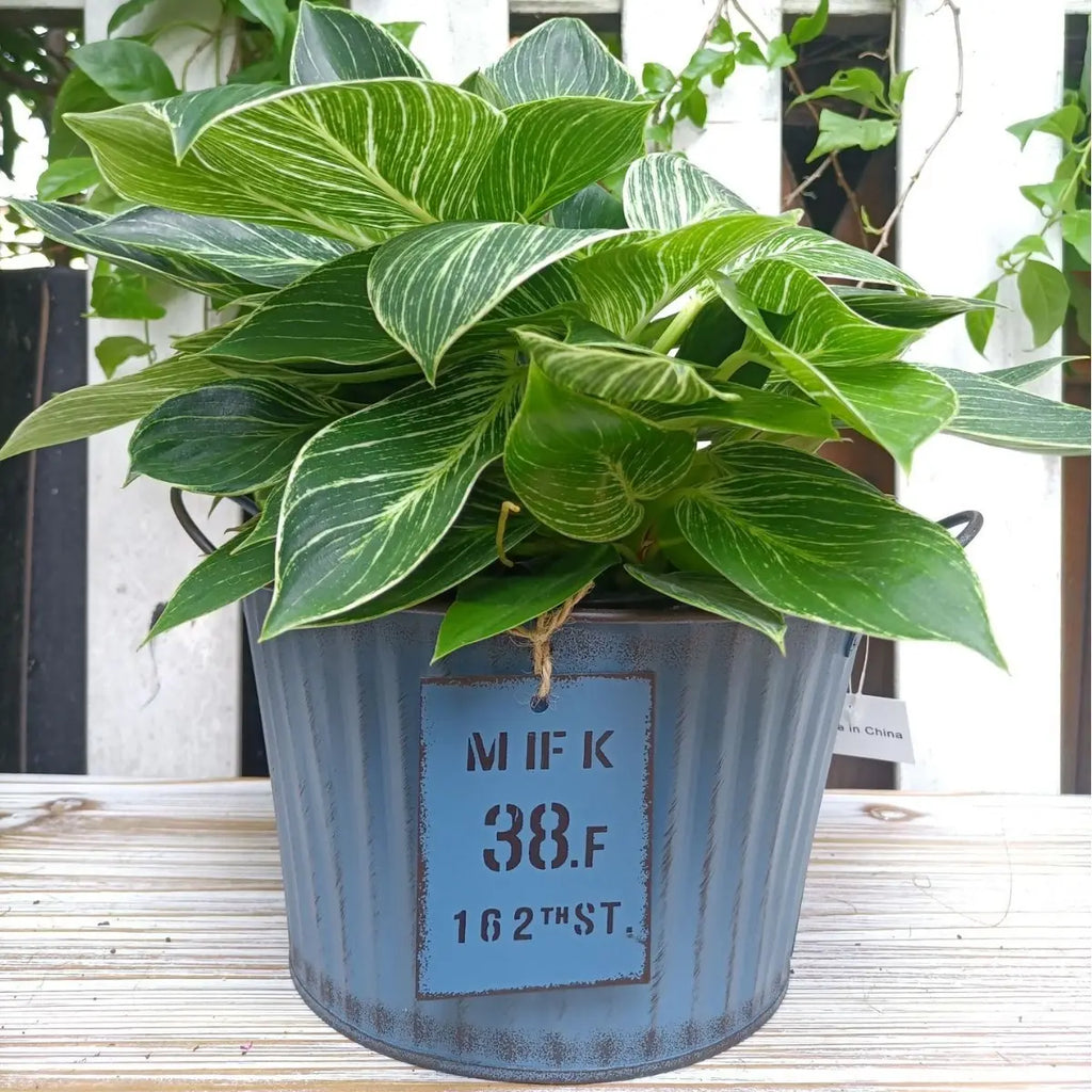 Potted plant in a decorative metal bucket with a temperature label on a wooden surface