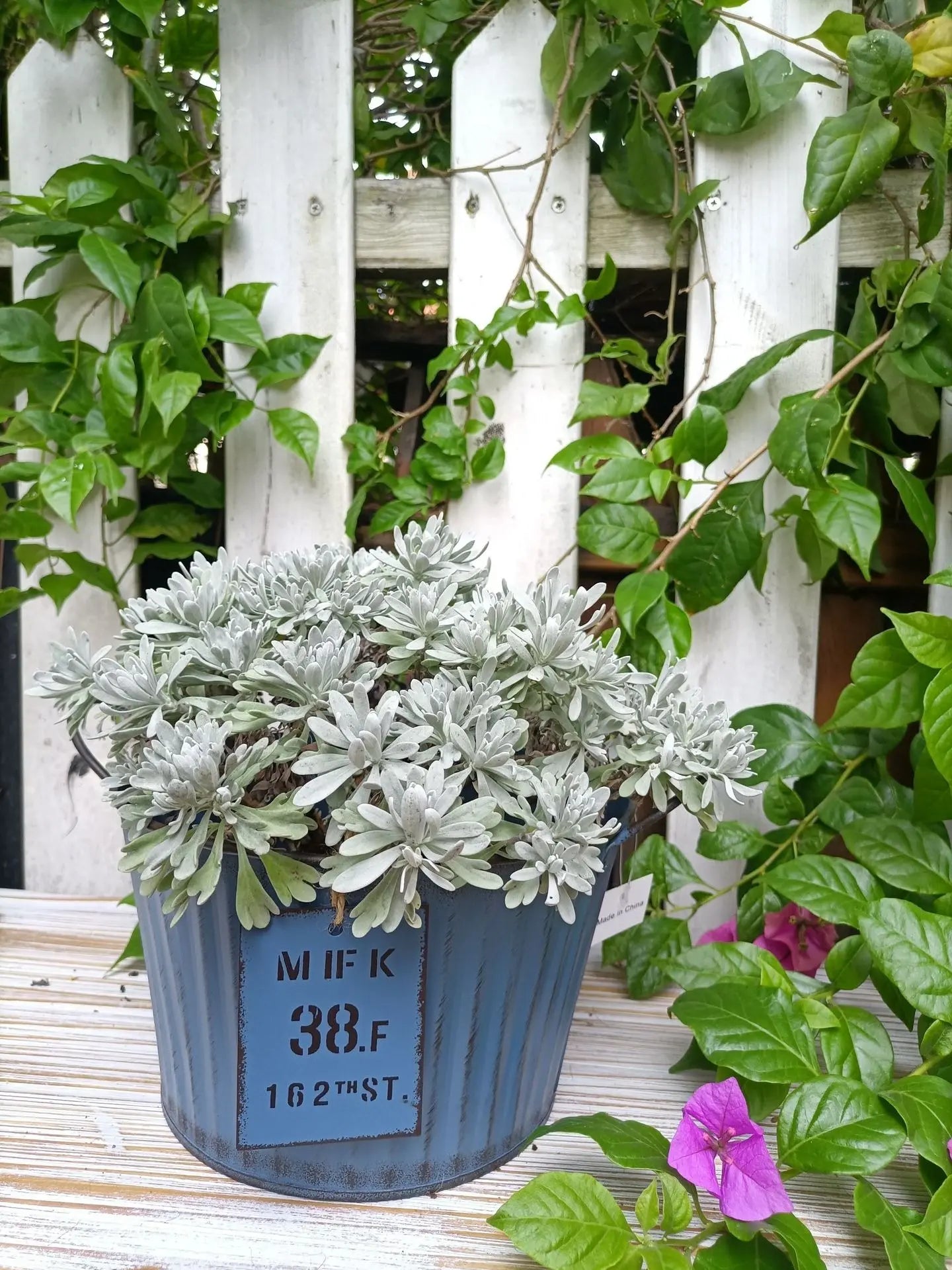 Potted plant in a blue container with a white picket fence and greenery in the background