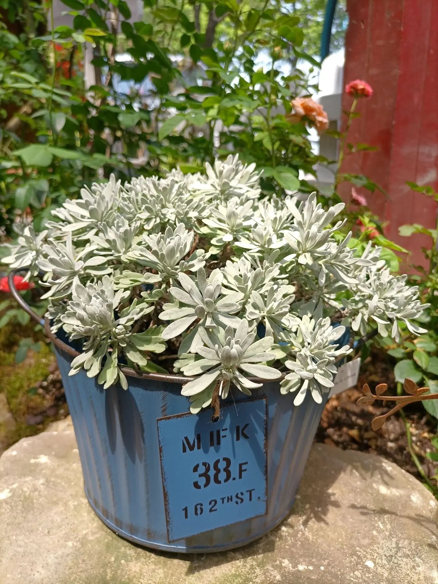 Potted plant in a blue container with visible text on a stone surface