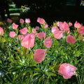 Gardenia pink, warm light