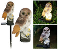 Brown Owl