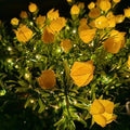 Gardenia yellow, warm light
