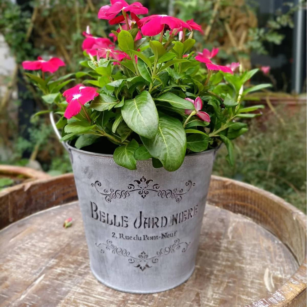 Potted plant with pink flowers in a decorative metal container on a wooden surface.