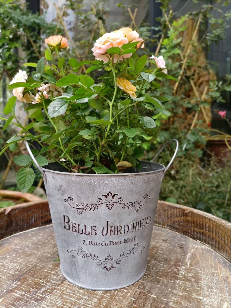 Decorative metal planter with roses on a wooden table outdoors
